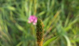 草草草视频在线观看,一窥网络短视频的魅力世界